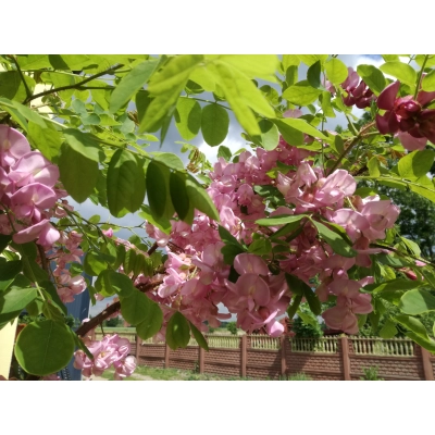 Robinia akacjowa szczepiona na pniu