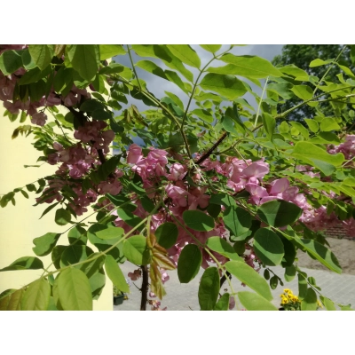 Robinia akacjowa szczepiona na pniu