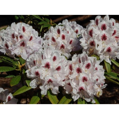 Różanecznik, Rhododendron calsap