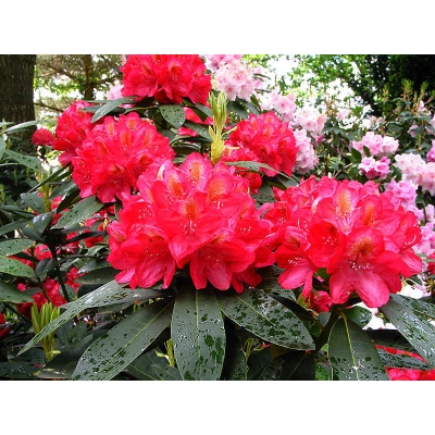 Różanecznik, Rhododendron dotella