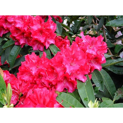 Różanecznik, Rhododendron dotella