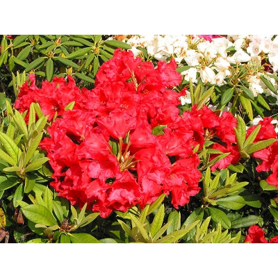 Różanecznik, Rhododendron dotella