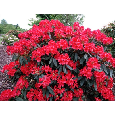 Różanecznik, Rhododendron dotella