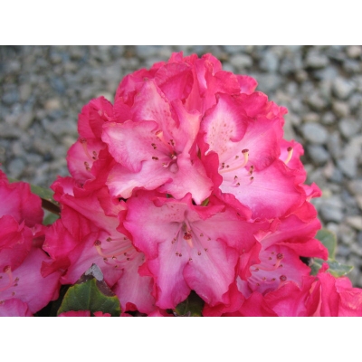 Różanecznik, Rhododendron Eruption