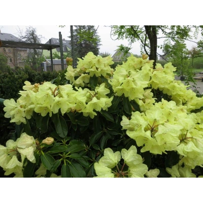 Różanecznik, Rhododendron Goldkrone