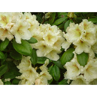 Różanecznik, Rhododendron Goldkrone