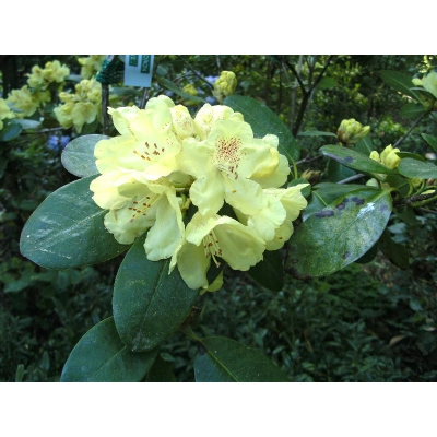 Różanecznik, Rhododendron Goldkrone