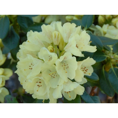 Różanecznik, Rhododendron Goldkrone