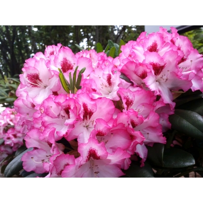 Różanecznik, Rhododendron Hachmann’s charmant