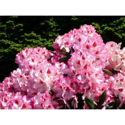 Różanecznik, Rhododendron Hachmann’s charmant