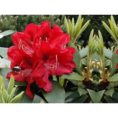 Różanecznik, Rhododendron Karl neue