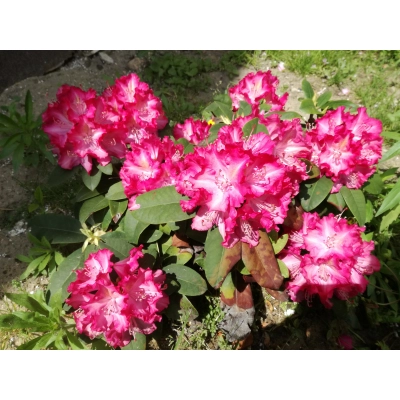 Różanecznik, Rhododendron Stenzauber
