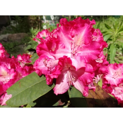 Różanecznik, Rhododendron Stenzauber