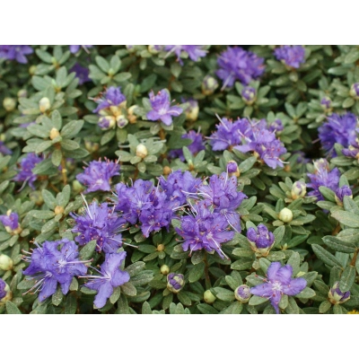 Różanecznik, Rhododendron Azurika