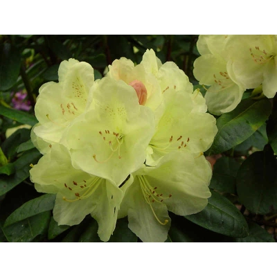 Różanecznik, Rhododendron 'Golden Wonder'