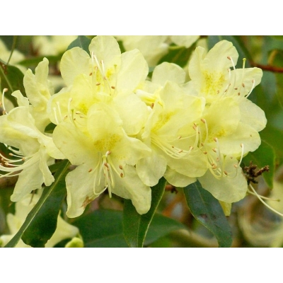 Różanecznik, Rhododendron 'Golden Wonder'