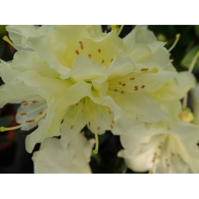 Różanecznik, Rhododendron 'Golden Wonder'