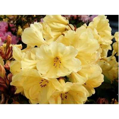 Różanecznik, Rhododendron 'Golden Wonder'