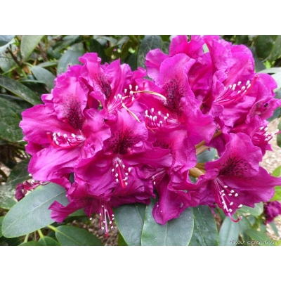Różanecznik, Rhododendron 'Olin o. dobss