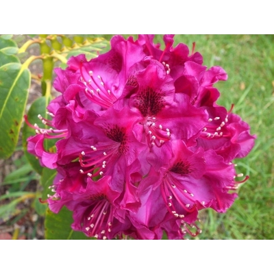 Różanecznik, Rhododendron 'Olin o. dobss