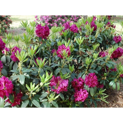 Różanecznik, Rhododendron 'Olin o. dobss