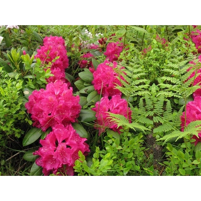 Różanecznik, Rhododendron 'Pearce’s american beauty'