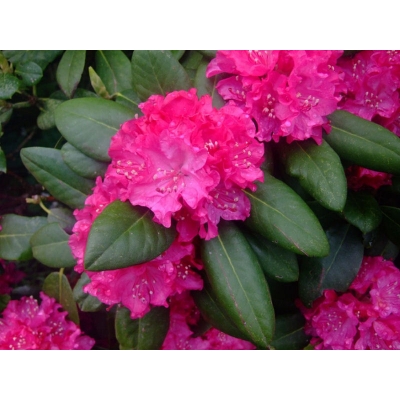 Różanecznik, Rhododendron 'Pearce’s american beauty'