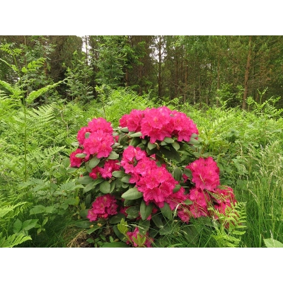 Różanecznik, Rhododendron 'Pearce’s american beauty'