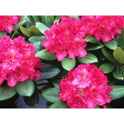 Różanecznik, Rhododendron 'Pearce’s american beauty'