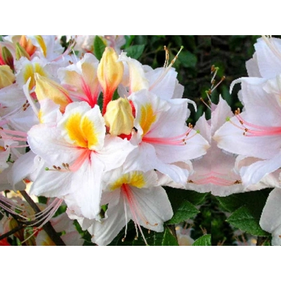 Azalia wielkokwiatowa "Arima'