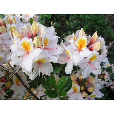 Azalia wielkokwiatowa 