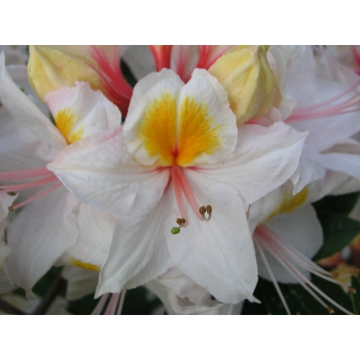 Azalia wielkokwiatowa 