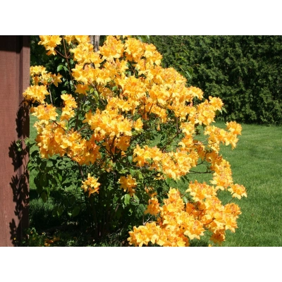 Azalia wielkokwiatowa "Golden light'