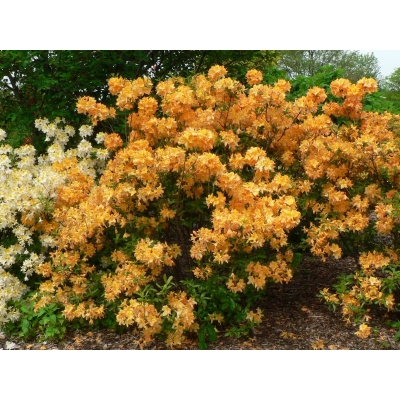 Azalia wielkokwiatowa 