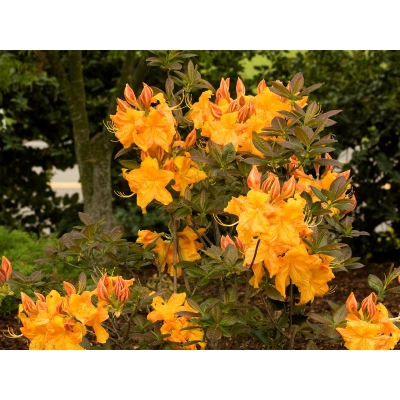 Azalia wielkokwiatowa 