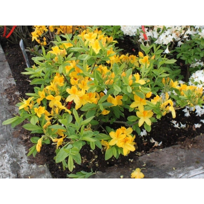 Azalia wielkokwiatowa "Gold topas'