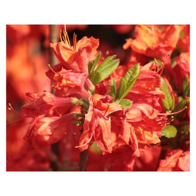 Azalia wielkokwiatowa "Juanita'