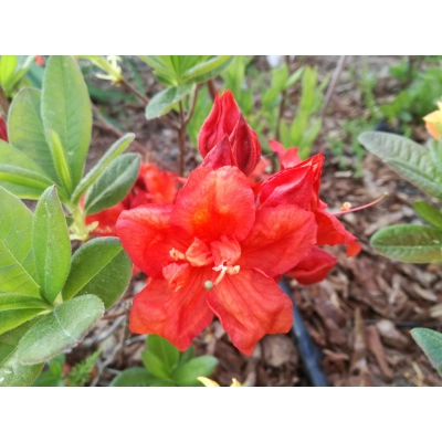 Azalia wielkokwiatowa "Nabucco'