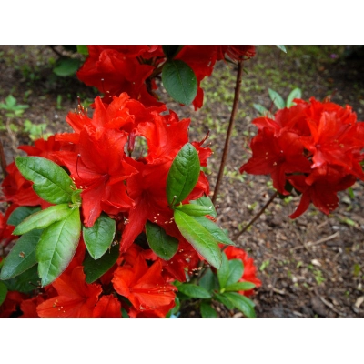 Azalia wielkokwiatowa 