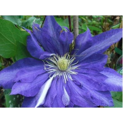 Powojnik , Clematis 