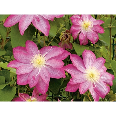 Powojnik , Clematis 