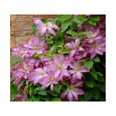 Powojnik , Clematis 