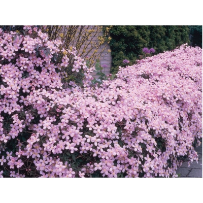 Powojnik , Clematis 