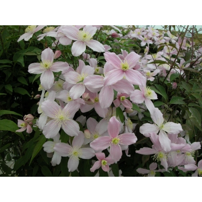 Powojnik , Clematis 