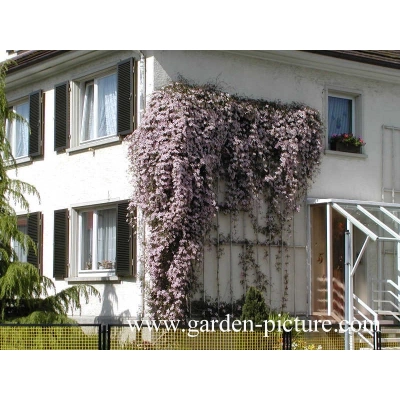 Powojnik , Clematis 