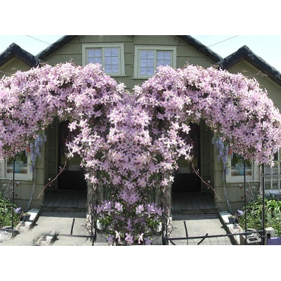 Powojnik , Clematis 