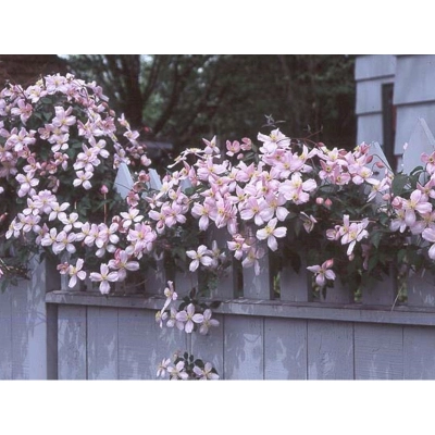 Powojnik , Clematis 