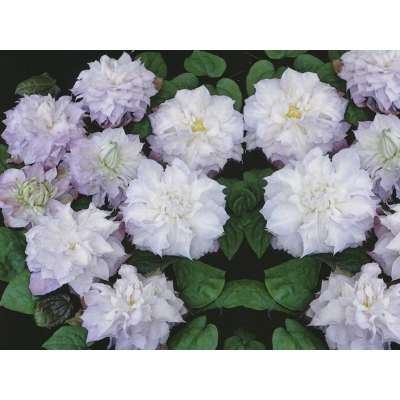 Powojnik , Clematis 