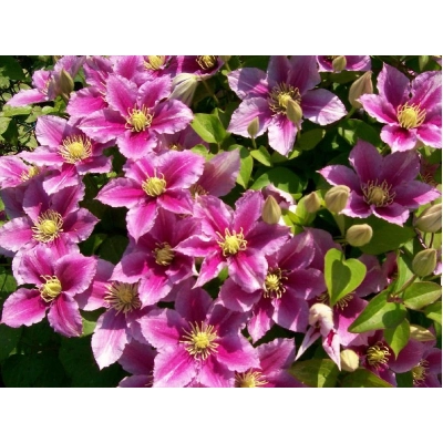 Powojnik , Clematis 