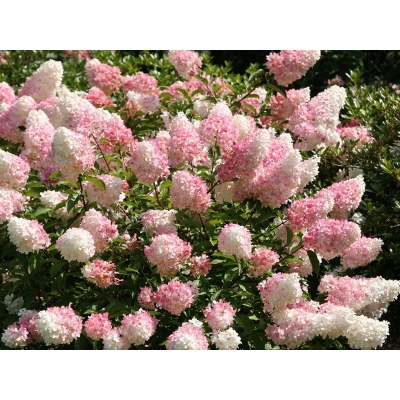 Hortensja bukietowa Hydrangea panikulata "Vanilla Fraise" XXL Donica 5 L